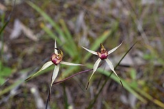 Caladenia lowanensis