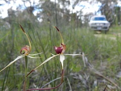 Caladenia lowanensis