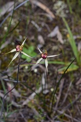 Caladenia lowanensis