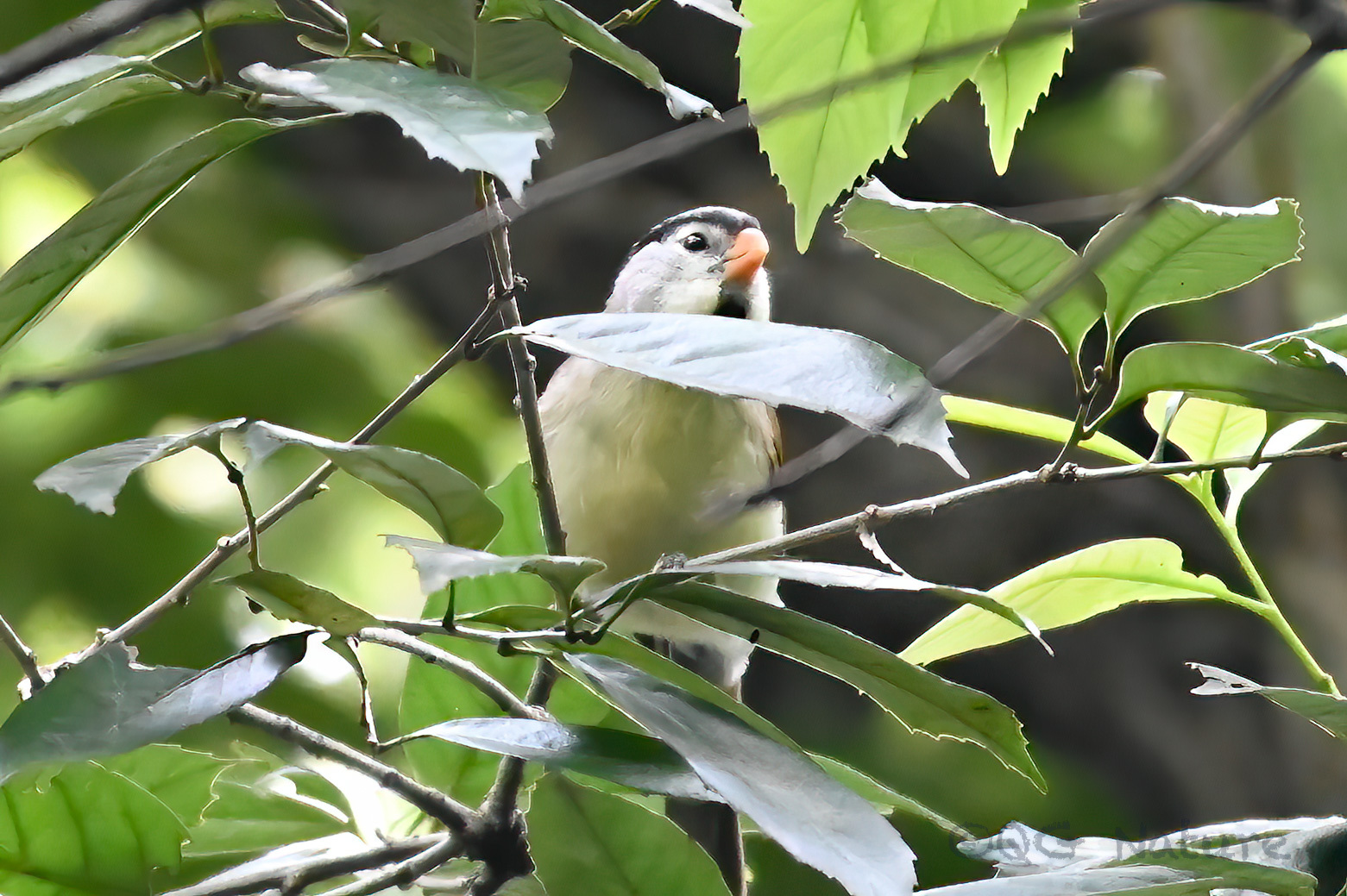 Grey-headed Parrotbill
