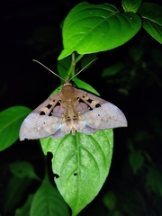 Ischyja