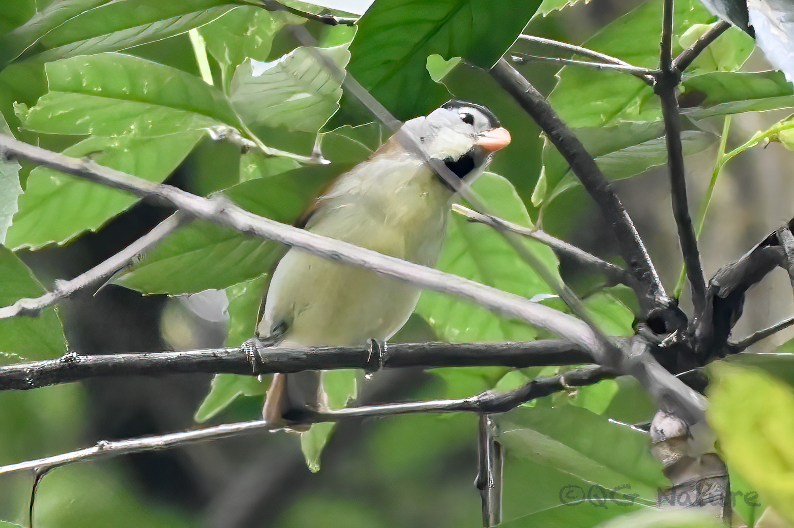 Grey-headed Parrotbill