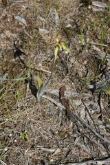 Caladenia tensa