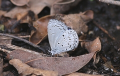 Celastrina lavendularis