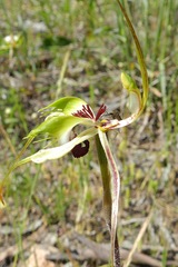Caladenia tensa
