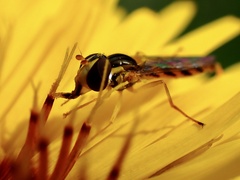 Sphaerophoria macrogaster