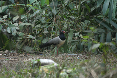 Carpococcyx renauldi