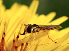 Sphaerophoria macrogaster