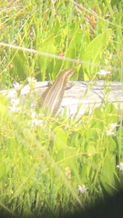 Lissolepis coventryi