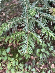 Abies alba