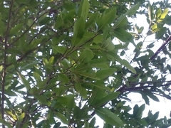 Diospyros mespiliformis