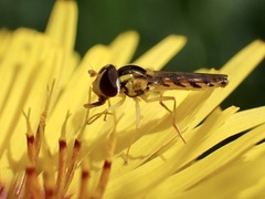 Sphaerophoria macrogaster