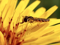 Sphaerophoria macrogaster