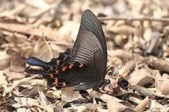 Papilio bianor