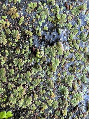 Azolla filiculoides