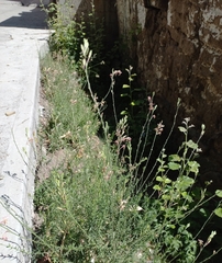 Oenothera suffrutescens