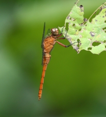 Libellulidae