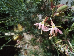 Oenothera suffrutescens