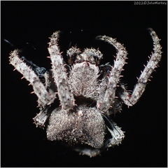 Araneus andrewsi