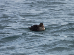 Somateria spectabilis