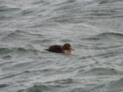 Somateria spectabilis