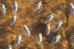 Brachydeutera sydneyensis