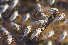Brachydeutera sydneyensis