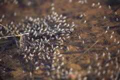 Brachydeutera sydneyensis