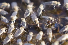 Brachydeutera sydneyensis