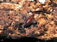 Australopacifica spectabilis