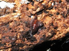 Australopacifica spectabilis