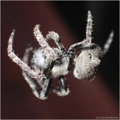 Araneus andrewsi