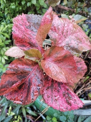 Acalypha wilkesiana