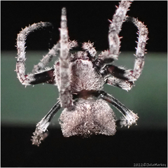 Araneus andrewsi