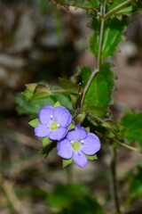 Veronica calycina