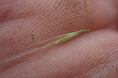 Microlaena stipoides