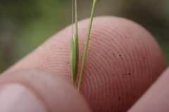 Microlaena stipoides