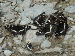 Limenitis populi