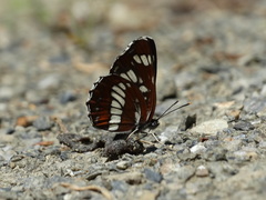 Neptis rivularis