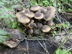 Lyophyllum decastes