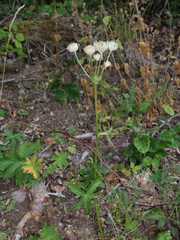 Astrantia major
