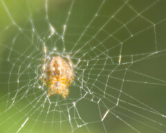 Araneus diadematus