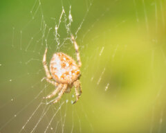 Araneus diadematus