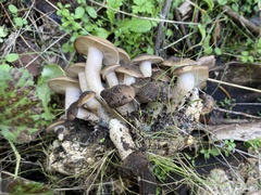 Lyophyllum decastes