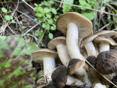 Lyophyllum decastes