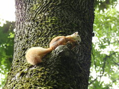 Sciurus vulgaris