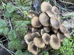 Lyophyllum decastes
