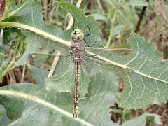 Anax papuensis