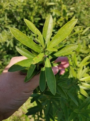 Diospyros lycioides