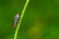 Ommatiini